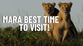 Best Time to Visit Masai Mara - Travel Video