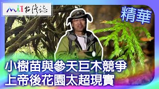 小樹苗與參天巨木競爭　上帝後花園太超現實｜宜蘭縣大同鄉 麥覺明【 ‪‪‪‪ ‪‪‪‪‪‪‪‪‪‪‪‪‪‪‪‪‪‪‪‪‪‪‪@ctvmit  640集】