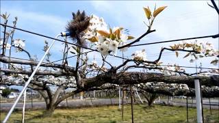 みつばち花子梨豊水の授粉