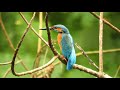 the common kingfisher alcedo atthis also known as the eurasian kingfisher and river kingfisher