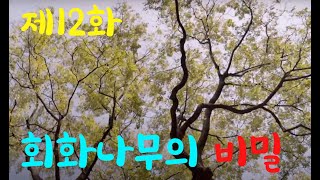 2020년 박물관 길 위의 인문학 - 북촌역사탐방 12화 회화나무의 비밀