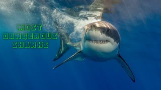 dangerous sharks
