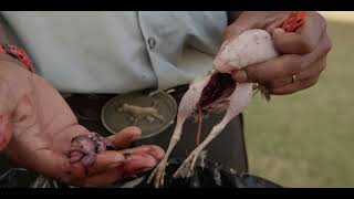 Post-Hunt Responsibilities: Proper Care & Conservation After the Hunt