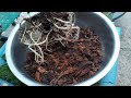 how to grow make plant plant to grow at home