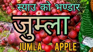 जुम्ला को स्याउ टिप्ने सिजन सुरु।।Jumla Apple Collection Time ।। #jumla #viral #nepal जुम्लाको स्याउ