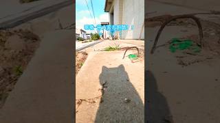 【更多完整版点我头像】第一视角猫咪跑酷 #跑酷 #猫咪 #喵星人 #funny #funnyvideo  #funnyshorts #hilarious