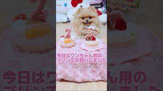 2歳のお誕生日を迎えました♥️ポメラニアンの子犬#cute#kawaii#pomeranian#dog#shorts