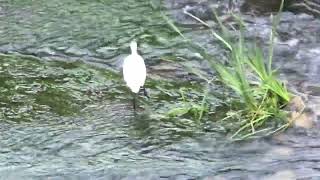 Egret foraging in  the stream黎明生態溝白鷺鷥於溪流中覓食110109