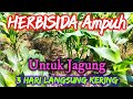 HERBISIDA Gulma Tanaman Jagung Paling Ampuh