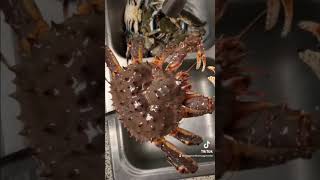 🐗HoggMan Shows Monster King Crab #crablegs #seafoodboil #kingcrab 🦀