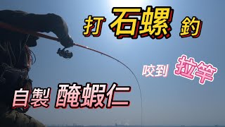 【台中港北堤】　打石螺　釣自製醃蝦仁　居然吃到拉竿 「成長之路# ６」『大佑池久』磯釣　黑牛　赤翅