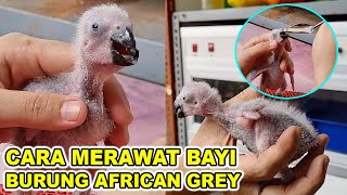 CARA MEMBERI MAKAN BABY AFRICAN GREY