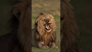 Wildlife Moments | Lorkulup the Legend. The GOAT Buffalo Hunter #masaimara #kenya #bigcat #lion