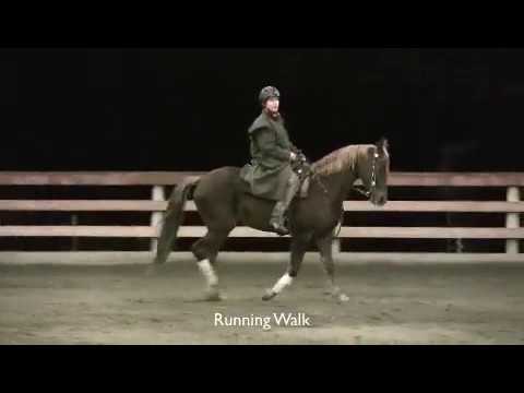 Tennessee Walking Horse Rare Horse Society Of New Zealand