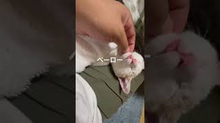 てへぺろねこ