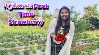 ବାରିପଦା ରେ ପ୍ରଥମ ଥର Strawberry ଚାଷ || Strawberry farming in baripada || @ranjitaojha3107