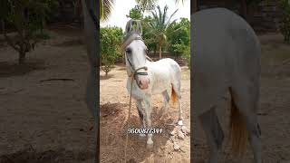 Low Budget பெண் குதிரை விற்பனைக்கு #horse #availableforsale #goodquality #cheapprice #northindia