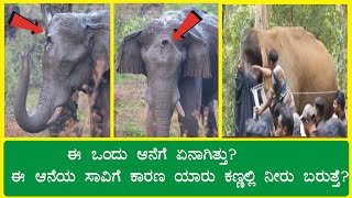 ಕೇರಳದ ಪಾಪದ ಆನೆ ಬುಲ್ಲೆಟ್ ಕೊಂಬನ್ ಎಂಬ ಈ ಆನೆಗೆ ಏನಾಗಿತ್ತು ಏನಿದರ ಕತೆ ಸಾವಿಗೆ ಕಾರಣ ಯಾರು ಕಣ್ಣೀರು ಬರುತ್ತೆ ನೋಡಿ