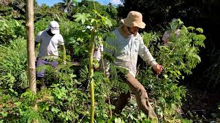 Coringa Agrofloresta: O que é manejo de sincronização?