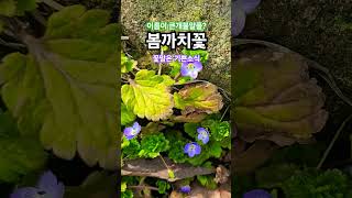 #큰개불알풀#공주여행#개불알꽃  /  봄까치꽃