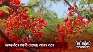 লকডাউনে প্রকৃতি সেজেছে আপন রূপে | BBS Bangla |