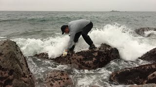 这个长得像鹿角一样的海菜很美味，妈妈最喜欢吃，闲牛收聊了好多