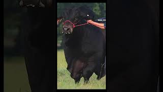 World famous bull video 2024 | Most attractive Dewlap vodeo