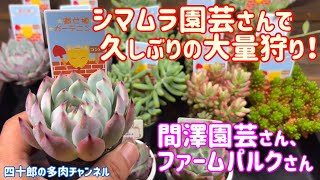 【多肉植物】🍑久しぶりの大量狩り❗️ 間澤園芸さん、ファームパルクさん。