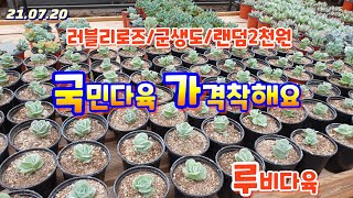 루비다육1탄/러블리로즈입고/사이즈좋아요/택배010 5895 1110 (korean succulent plants)