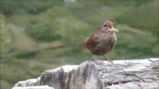 ミソサザイのさえずり：鷦鷯：Troglodytes troglodytes－鳥取県八東ふるさとの森－2015 07 13