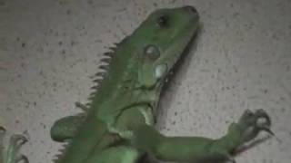 Venezuela iguana الإغوانا 鬣蜥 गोधा イグアナ игуана