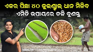 Dhana chasa kemiti karibe [ କେମିତି ବୁଣିବେ ତଳି ] Dhana chasa odia | Rice farming in odisha