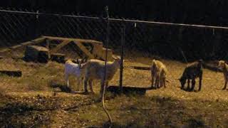 BABY GOAT PORN 🤣 Little Zorro has already made a girlfriend #toocute #babygoats #goatbabies