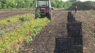 11 07 2013 Új lehetőségek a burgonyatermesztőknek