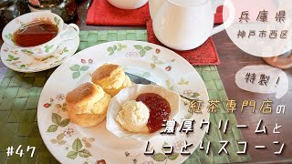 神戸市西区にある紅茶専門店のマスター特製！超しっとりスコーンと濃厚生クリームが繋いでくれた素敵な縁。vlog #47