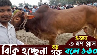 বসুনিয়া হাটে বিক্রি হচ্ছেনা বড়সড় গরু || ছোট গরুতেই বেচাকেনা ||৬ম প্লাস ওজন দাম বলে ১৬০