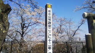 岩出山城跡の満開の桜と伊達政宗公平和像（宮城県大崎市）