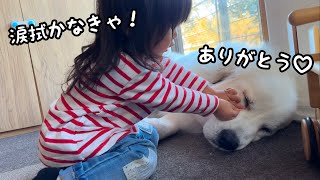 【大丈夫？】超大型犬が泣いているのを見つけるとすぐに涙を拭ってくれる２歳児が優しすぎました…｜グレートピレニーズ\u0026オールドイングリッシュシープドッグ\u0026トイプードル