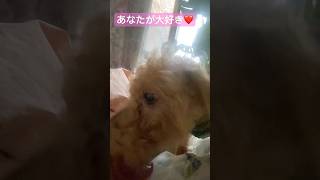 14才トイプー【家族が増えた】シニア犬と観葉植物。新しく観葉植物を迎えました。植え替えしてみんなで日光浴。#観葉植物#犬のいる生活 #シニア犬#保護犬