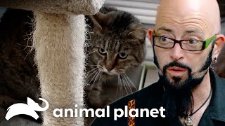 Cat Siblings Pancake and Lobster Can't Stand Each Other | My Cat From Hell | Animal Planet