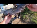 fast flowing underground tunnel has big fish crazy roadside fishing