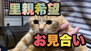 【保護猫】猫ちゃんのお見合いの様子です【adoption cat】