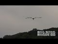 鳴門コウノトリ 2024 06 21 撮影 成長記録 徳島県鳴門市