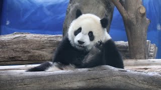 20210407 午餐開吃才下床 圓寶手腳啃得香 Giant Panda Yuan Yuan \u0026 Yuan Bao