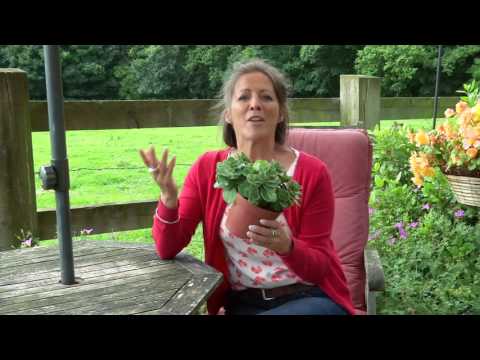 How to Keep Cats Out of Your Garden How to Keep Cats Out of Your Garden
