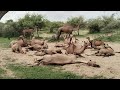 Camels are lying down while resting in the forest #animals #camelfarm#video #videos #viralvideo