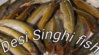 Amazing desi Singhi fish Biofloc tank in Orissa //Indonesia Biofloc//singi fish stocking