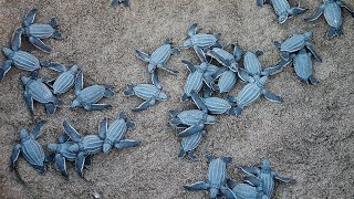 Webinario sobre un nuevo acuerdo global para proteger la biodiversidad