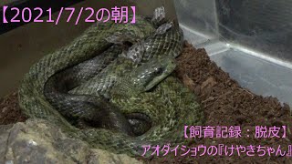 【蛇の飼育記】アオダイショウ(蛇)が『けやきちゃん』が初脱皮！〈なおちゃんねる〉