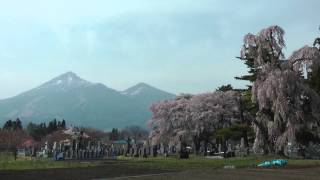 白津の桜越しの磐梯山　00109